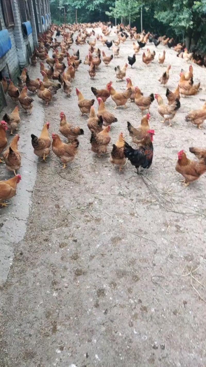 灵山母鸡散养土鸡均3.5斤油黄健康疫苗齐全无呼吸道感染