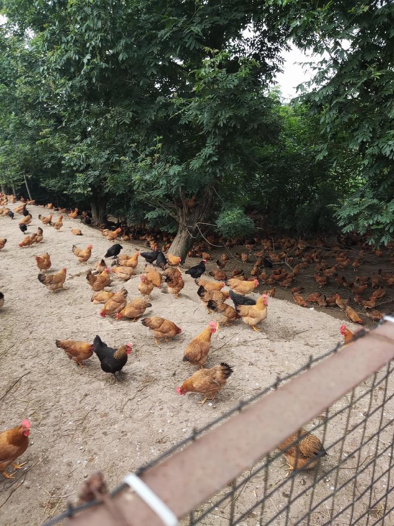 灵山母鸡散养土鸡均3.5斤油黄健康疫苗齐全无呼吸道感染