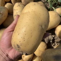 昌黎土豆产地中暑，西森，沃土，实验一等黄心土豆大量上市中