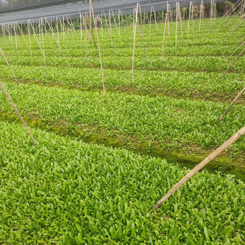 泰国香菜苗带根批发销售大叶香菜老缅刺香菜苗一件代发