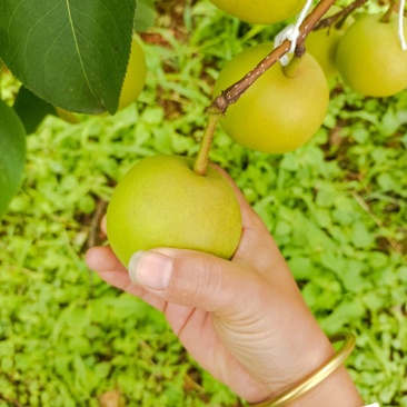 四川普威的丁香梨马上开始采摘了，各位老板速度定场地了