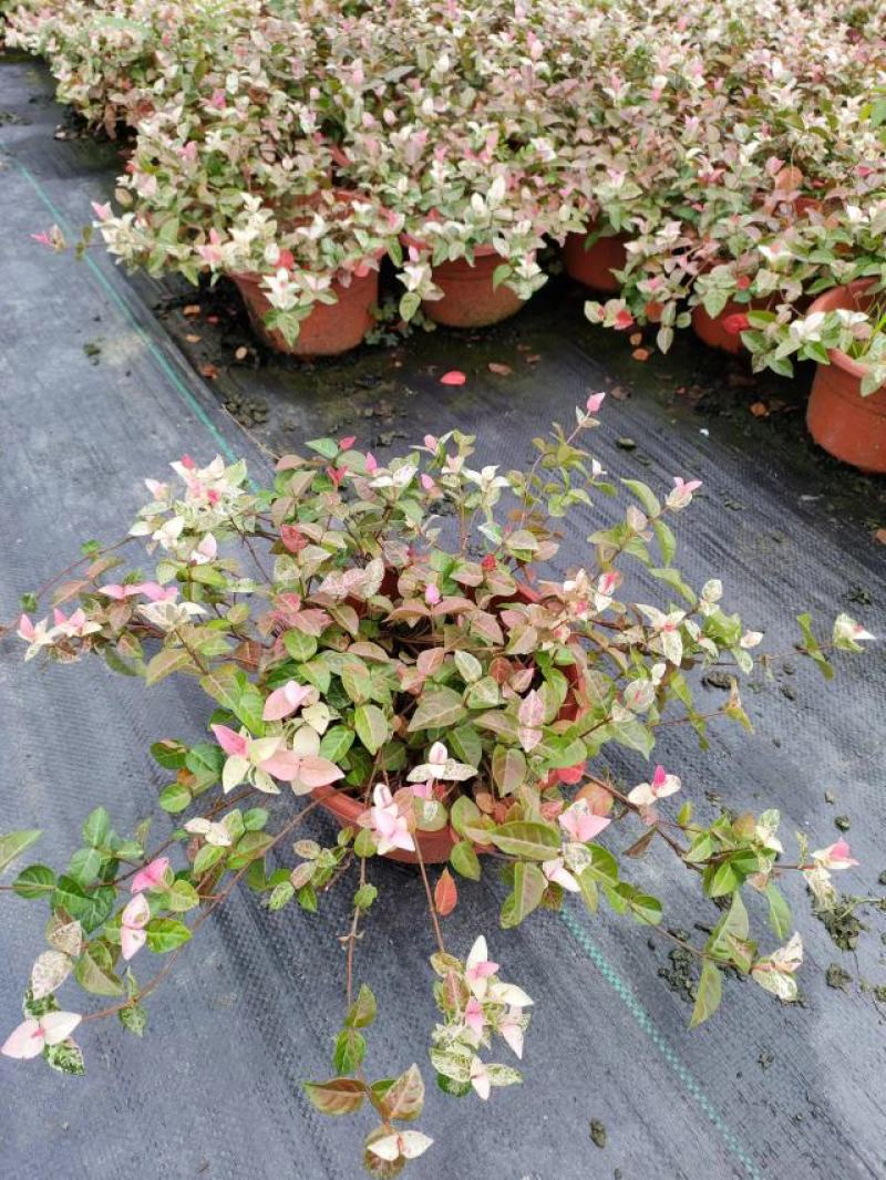 花叶络石，量大