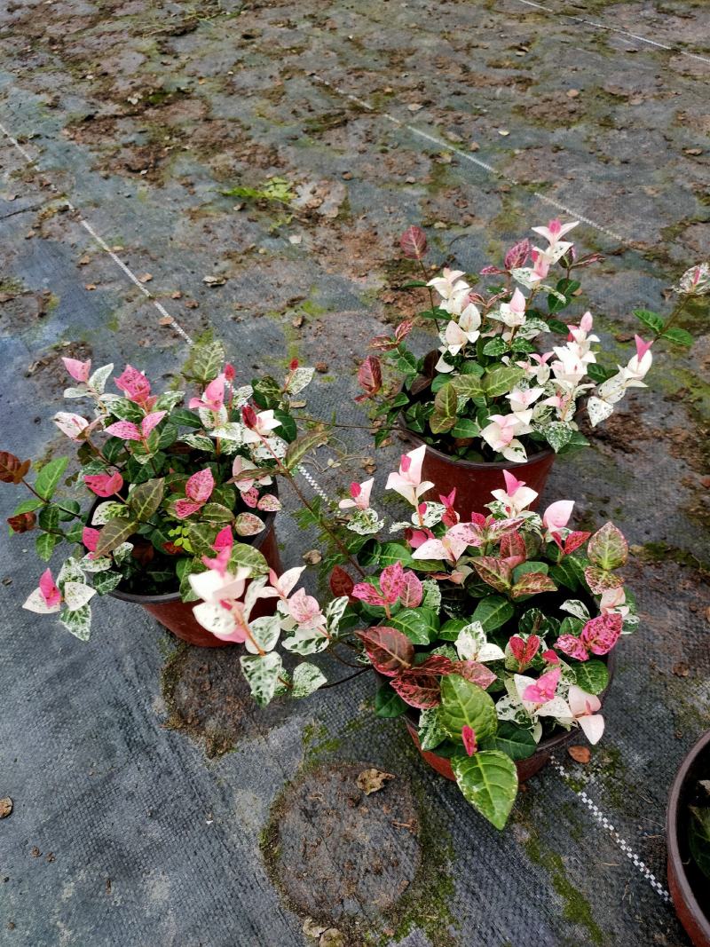 花叶络石，量大