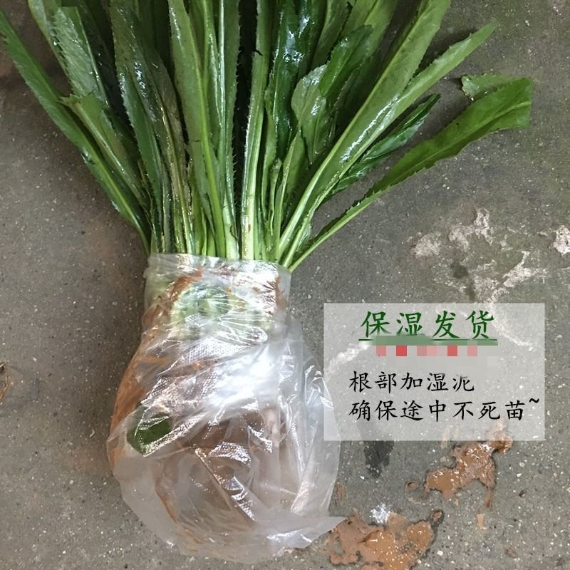 泰国香菜苗带根批发销售大叶香菜老缅刺香菜苗一件代发