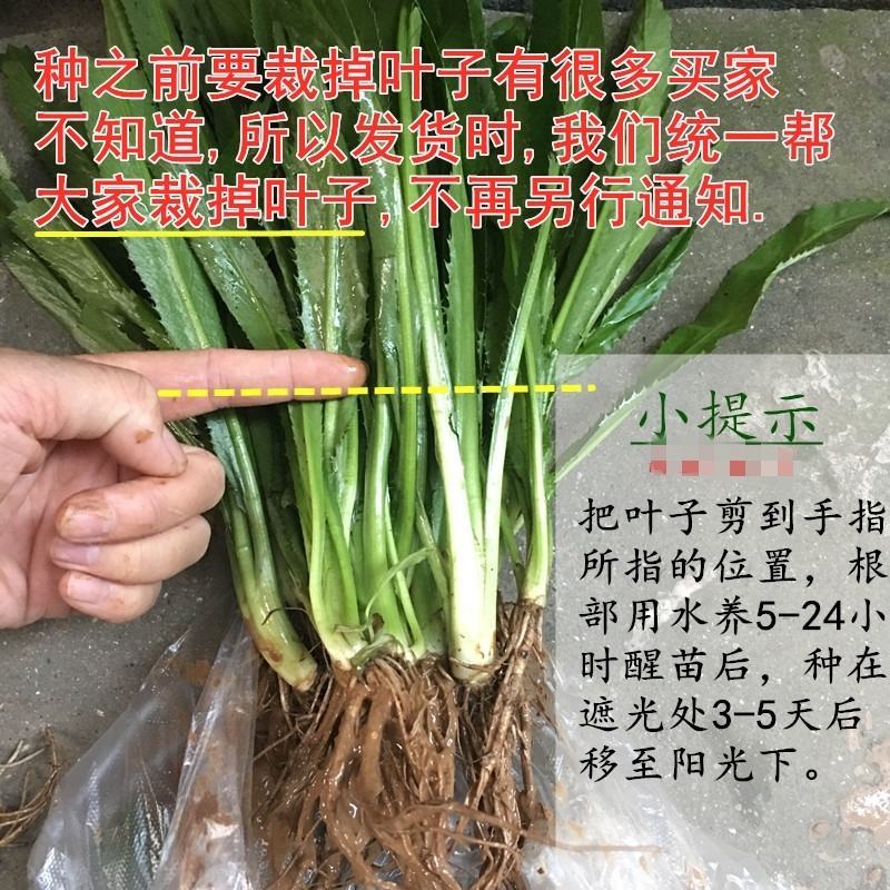 泰国香菜苗带根批发销售大叶香菜老缅刺香菜苗一件代发