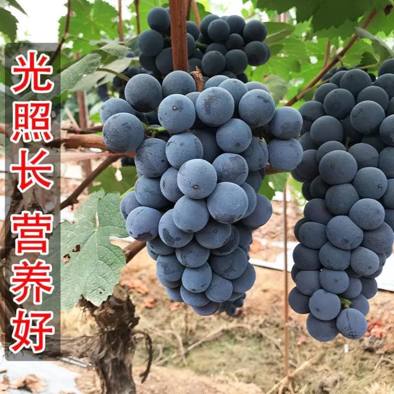 【优选】夏黑葡萄精品货源大量上市代办产地直销电商对接采购