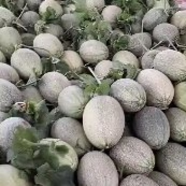 哈密瓜