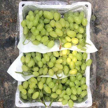 【推荐】维多利亚葡萄大量上货产地直销商超供货质量保证