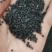 韭菜籽统装500g产地山东振兴药材购销站量大从优