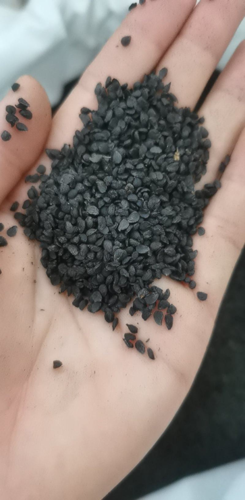 韭菜籽统装500g产地山东振兴药材购销站量大从优