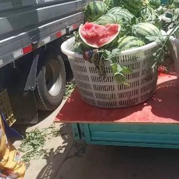 e二茬美都西瓜，有子，自跟苗