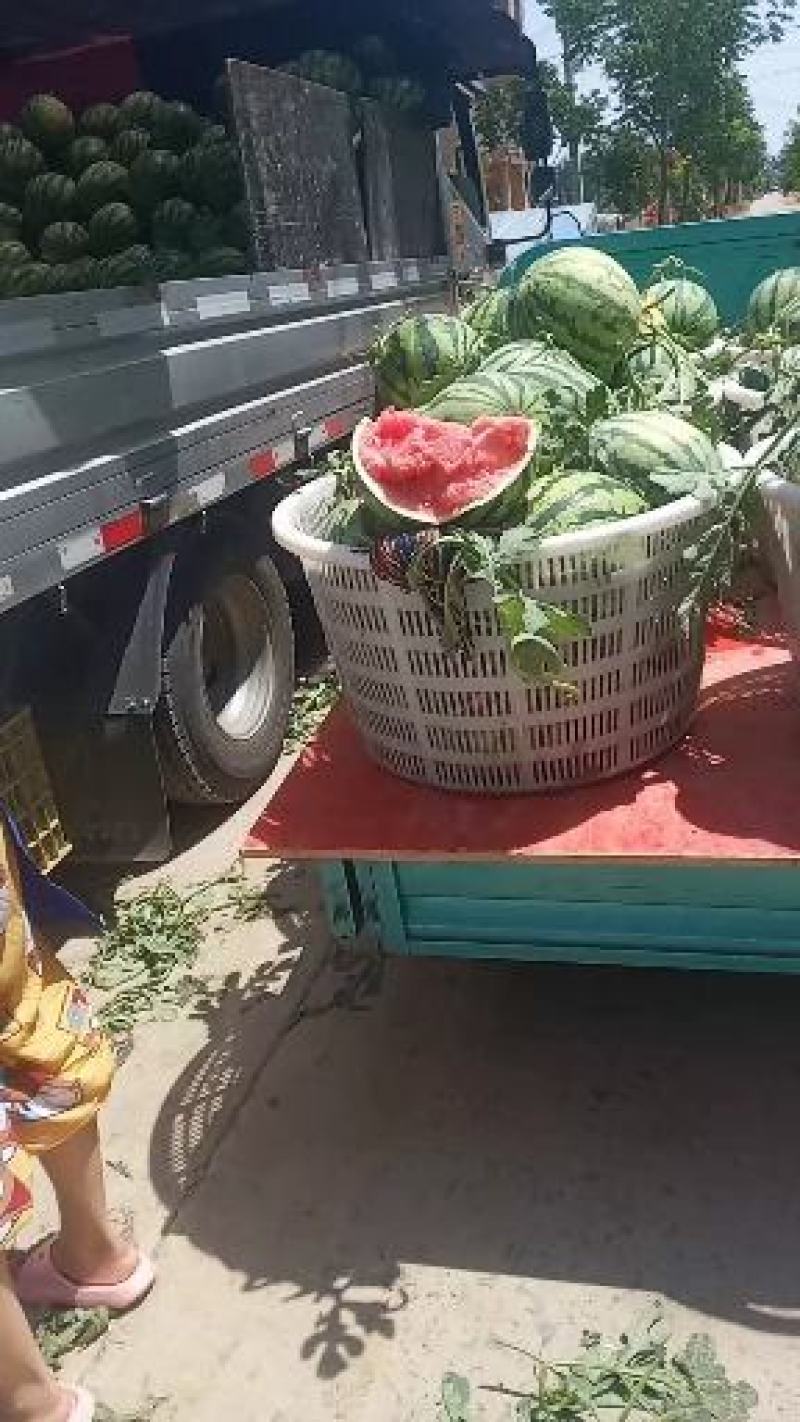 e二茬美都西瓜，有子，自跟苗