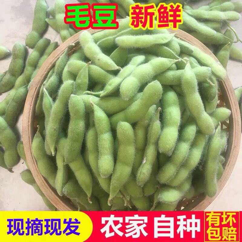 新鲜带壳嫩毛豆农家翠绿宝毛豆自种当季蔬菜批发价现摘现发