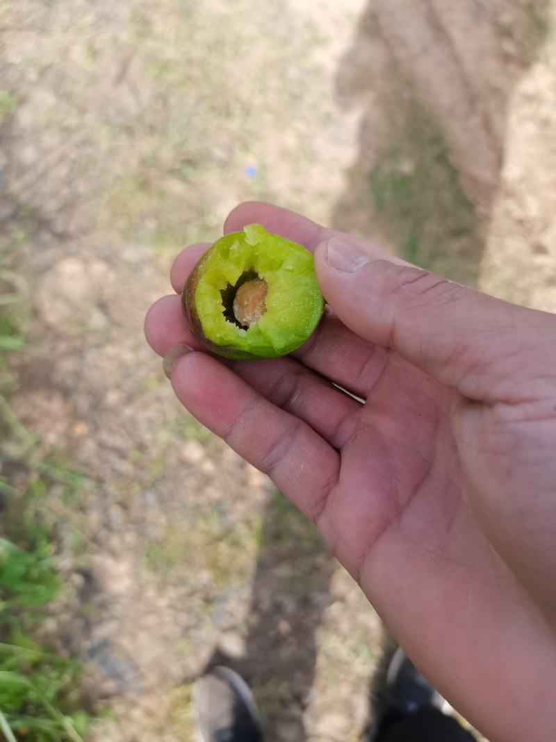 半边红，五月脆都有货
