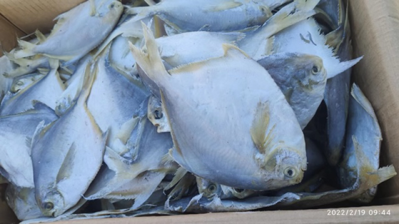 咸鱼平鱼鲳鱼银鲳鱼腌制咸鱼产地直发现货特价