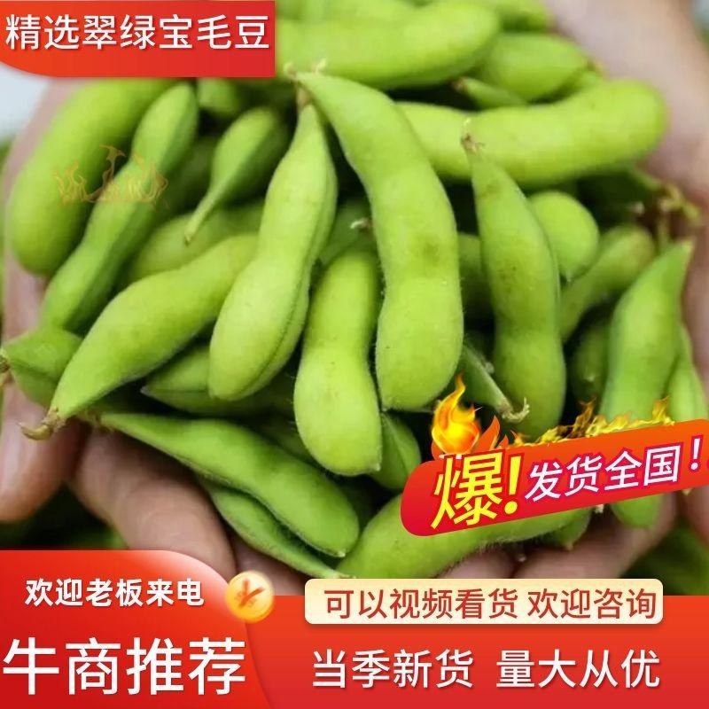 新鲜带壳嫩毛豆农家翠绿宝毛豆自种当季蔬菜批发价现摘现发