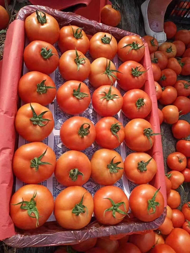 龙港苍南西红柿基地直供全国发货，商超平台档口
