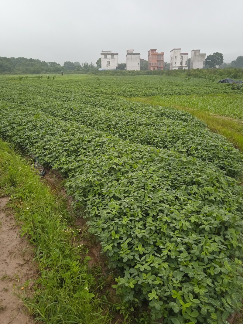 正宗的江西花生油农家自种自榨不掺假纯正浓香
