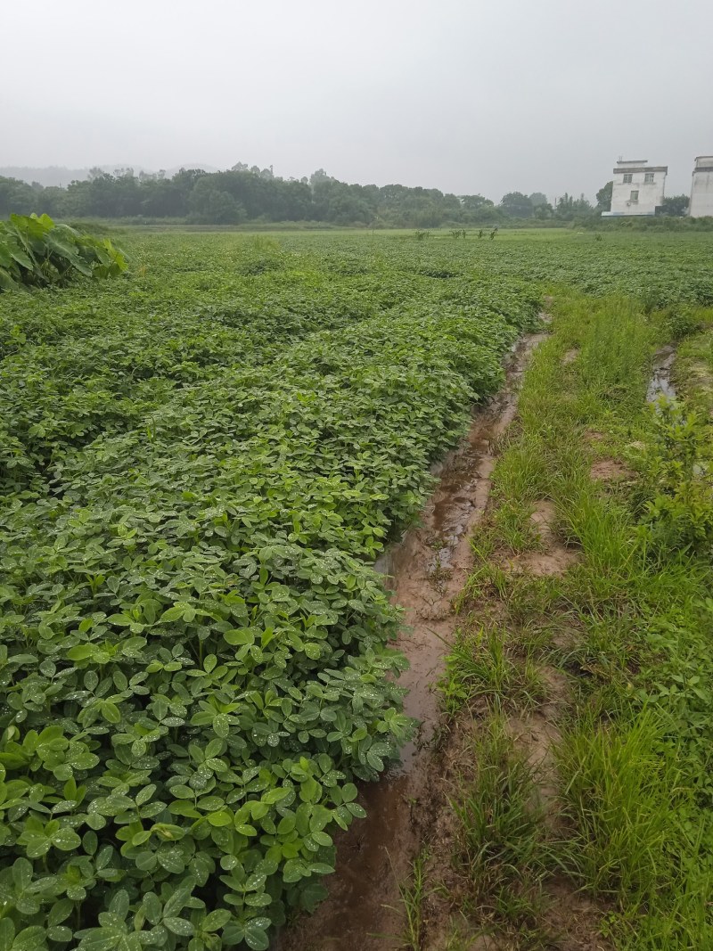 正宗的江西花生油农家自种自榨不掺假纯正浓香
