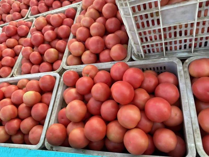 苍南西红柿大小均匀精品硬粉西红柿全国发货