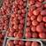 苍南西红柿大小均匀精品硬粉西红柿全国发货