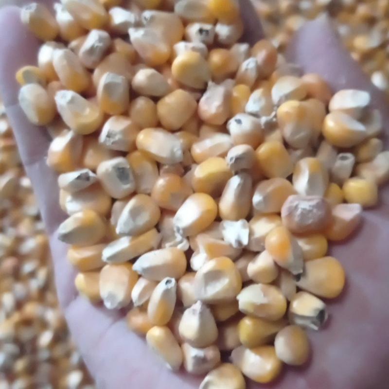 黑龙江现货玉米，容重685，水分15以内