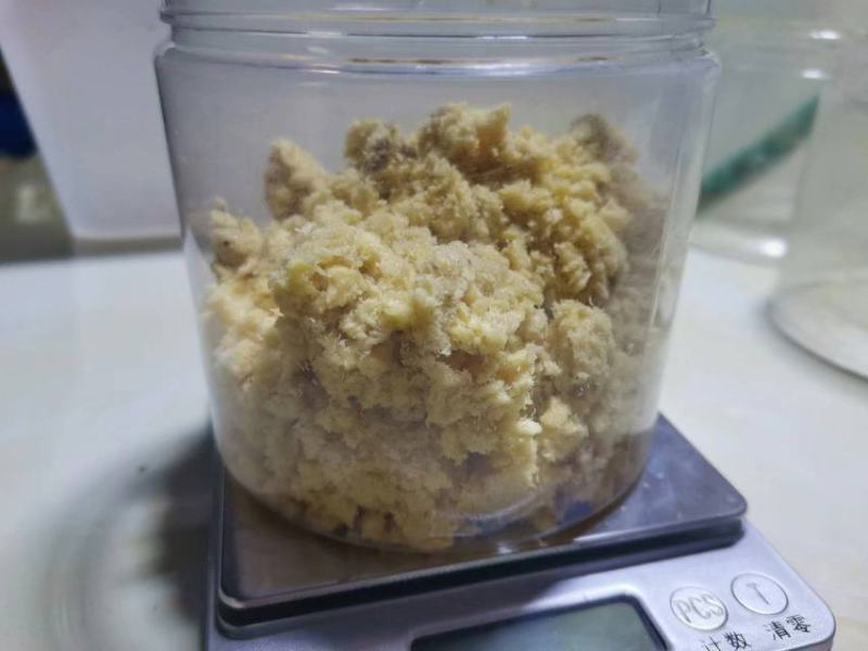 黑水虻优质蛋白虫虫卵供应全程养殖技术支持