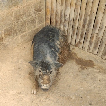 香猪，跑山猪，生态养殖，绿色食品，无任何添加剂