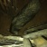 香猪，跑山猪，生态养殖，绿色食品，无任何添加剂