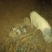 香猪，跑山猪，生态养殖，绿色食品，无任何添加剂