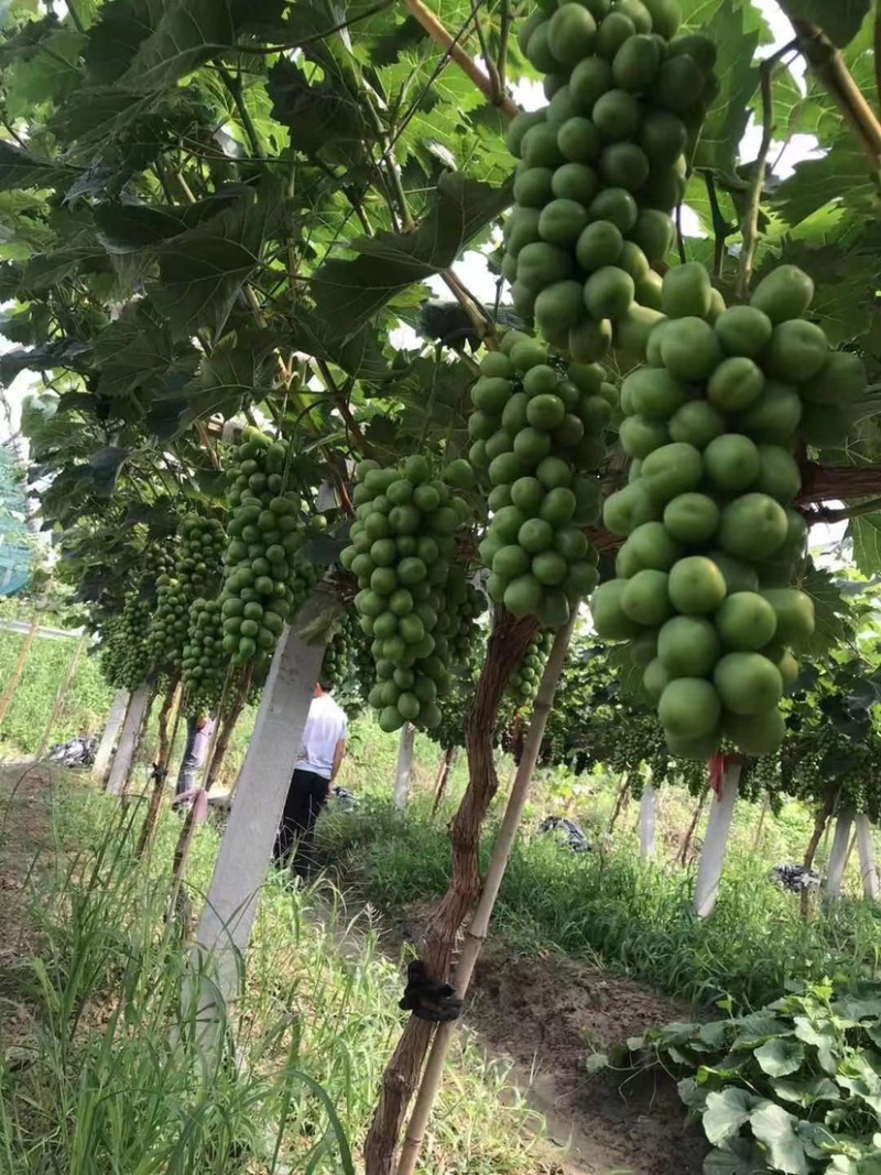 【9月开园】阳光玫瑰葡萄种植基地直供代办欢迎老板咨询