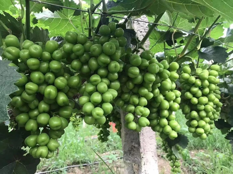 🔥🔥阳光玫瑰葡萄大量精品通货资源一手货源产地代办