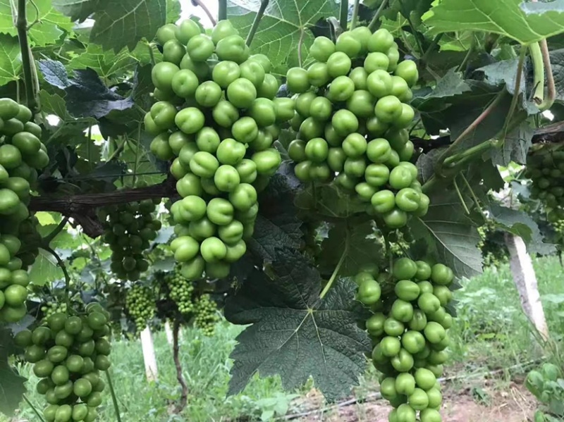 🔥🔥阳光玫瑰葡萄大量精品通货资源一手货源产地代办