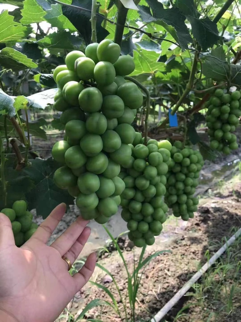 🔥🔥阳光玫瑰葡萄大量精品通货资源一手货源产地代办