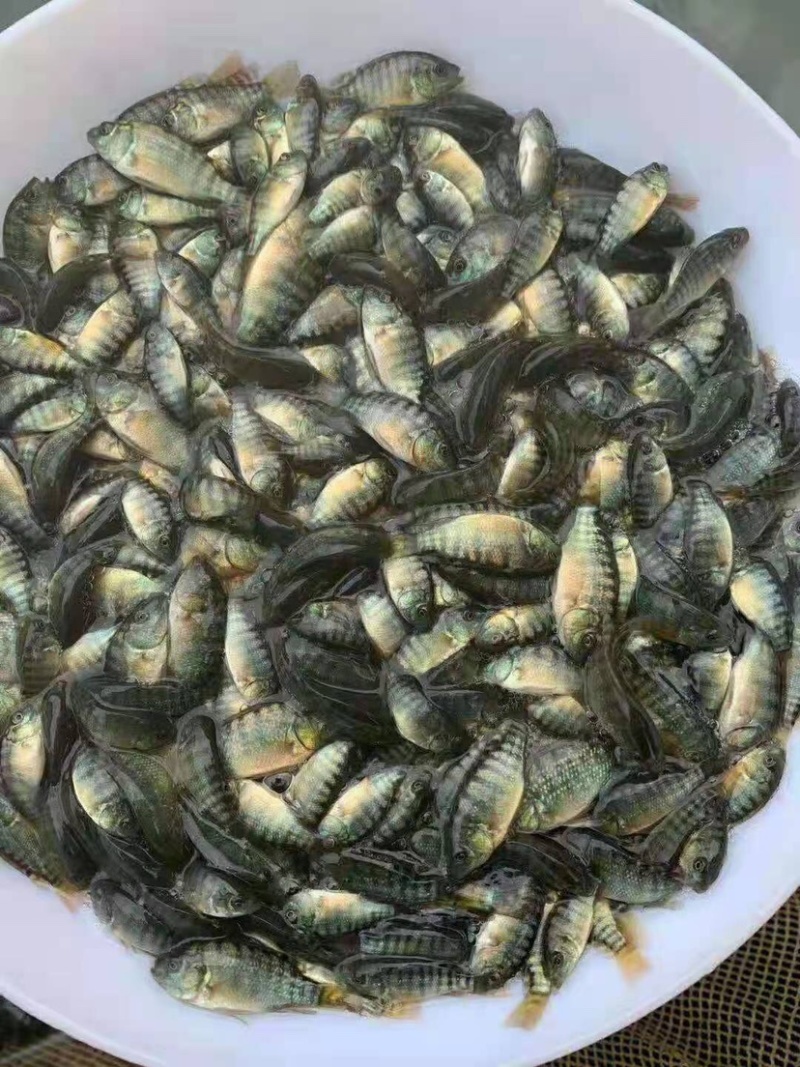 脆肉罗非种苗海南一号快大种抗寒抗病毒单性罗非
