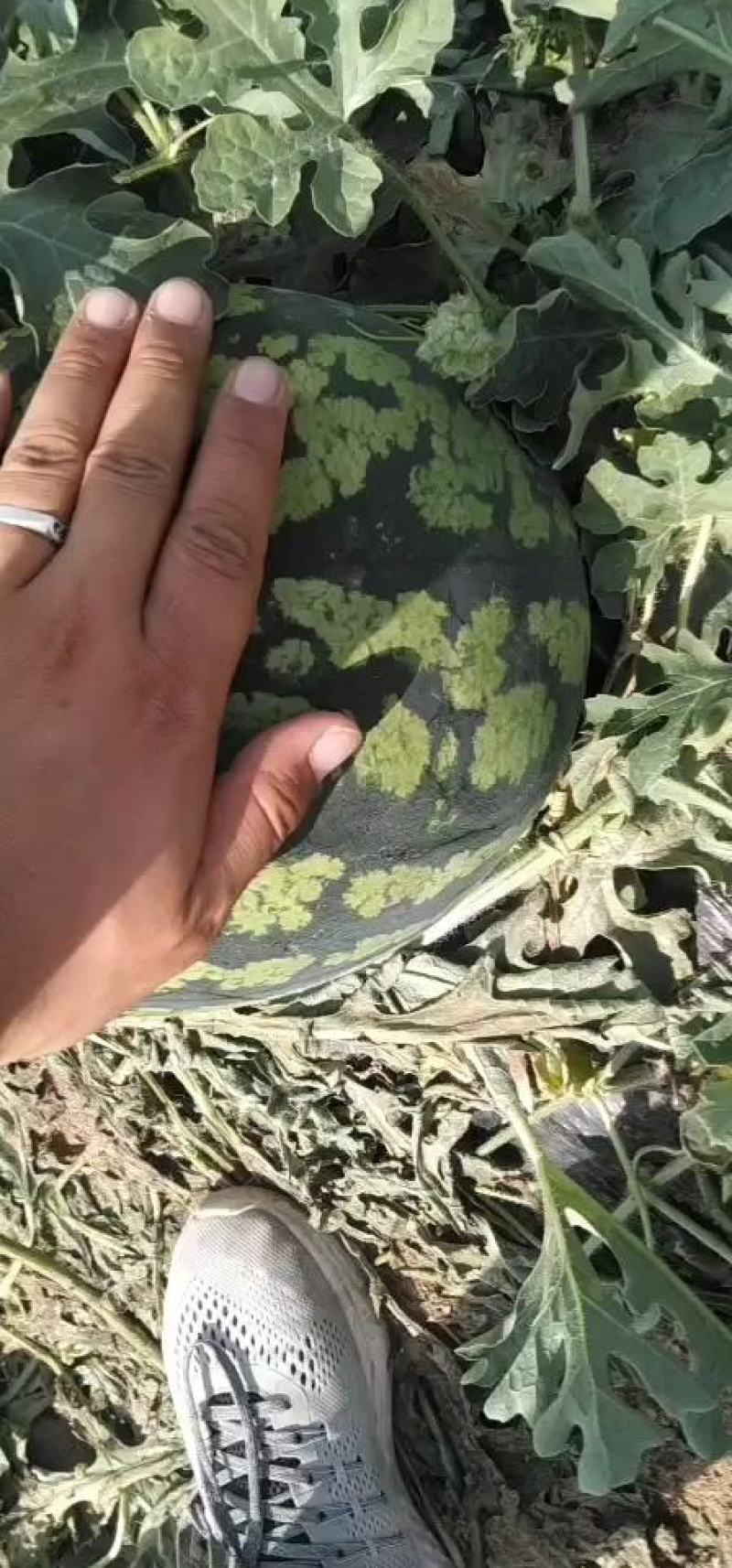 沙地直生苗，甜王西瓜大量有货，欢迎来电，陕西瓜产地直供