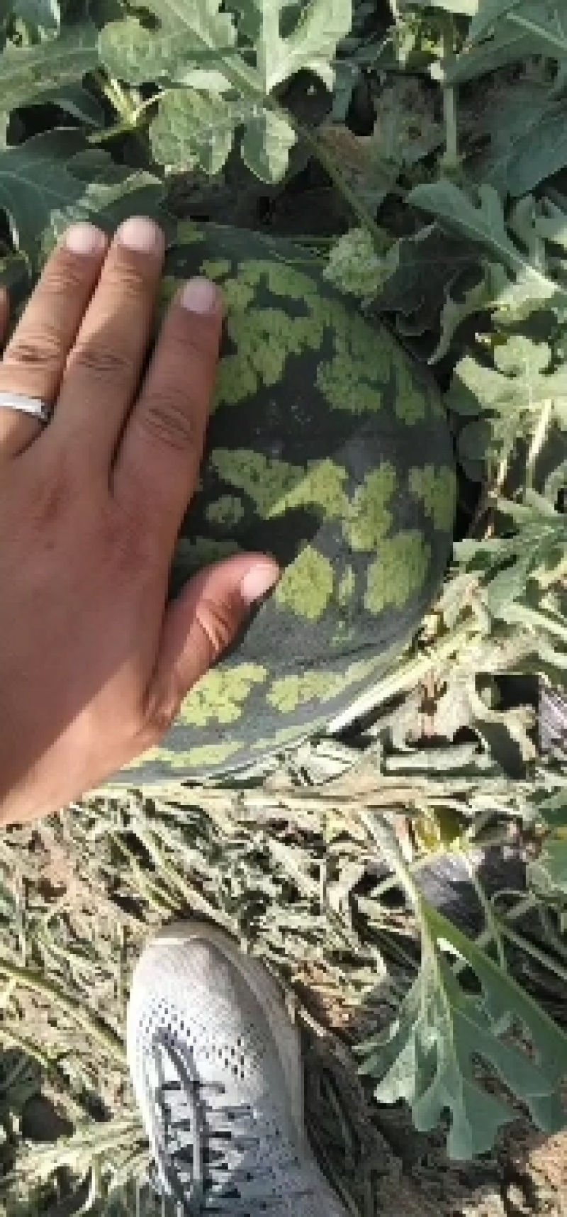沙地直生苗，甜王西瓜大量有货，欢迎来电，陕西瓜产地直供
