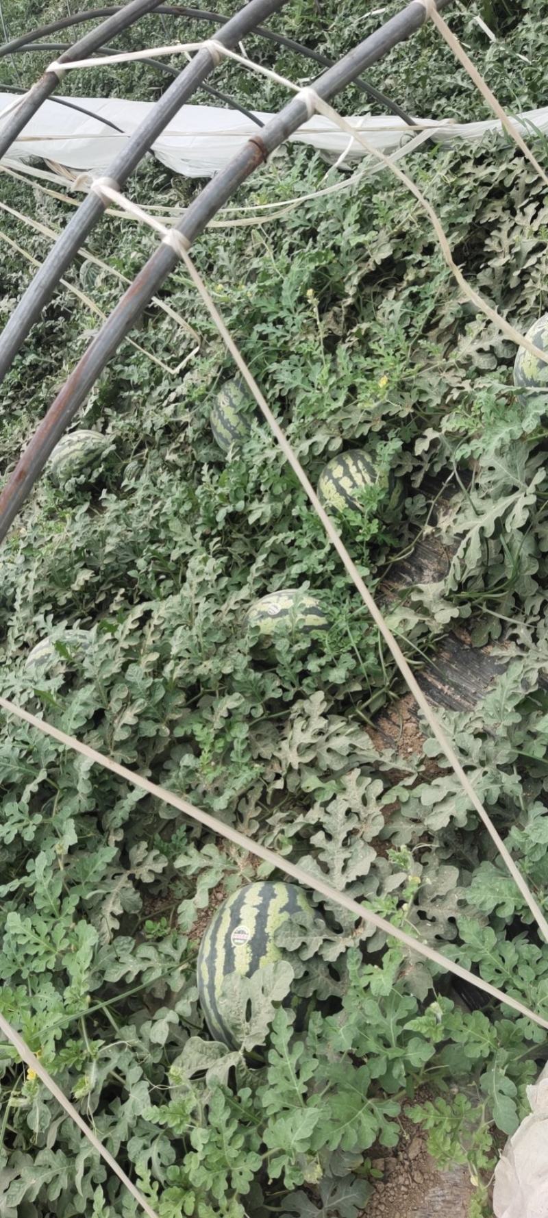 沙地直生苗，甜王西瓜大量有货，欢迎来电，陕西瓜产地直供
