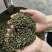 2022新货汉源青花椒干青花椒批发干青花椒货源充足新货现