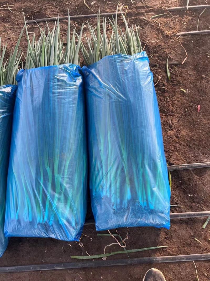 【精选】吉林产区万秀香葱大量有货产地直发香葱大量有货