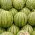 大量出售优质京欣各种西瓜每天出国10万斤