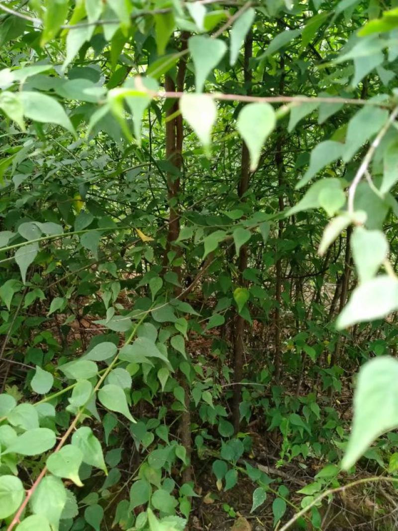 梅子苗，大量青梅树苗，