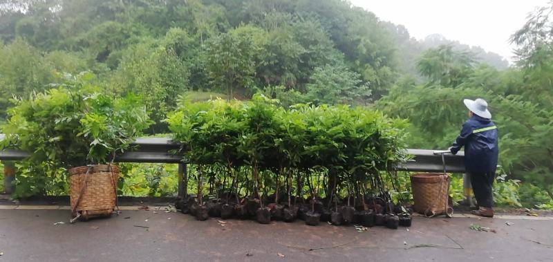 武隆忠县开县龙眼苗，占地优质特晚熟桂圆小苗批发价格