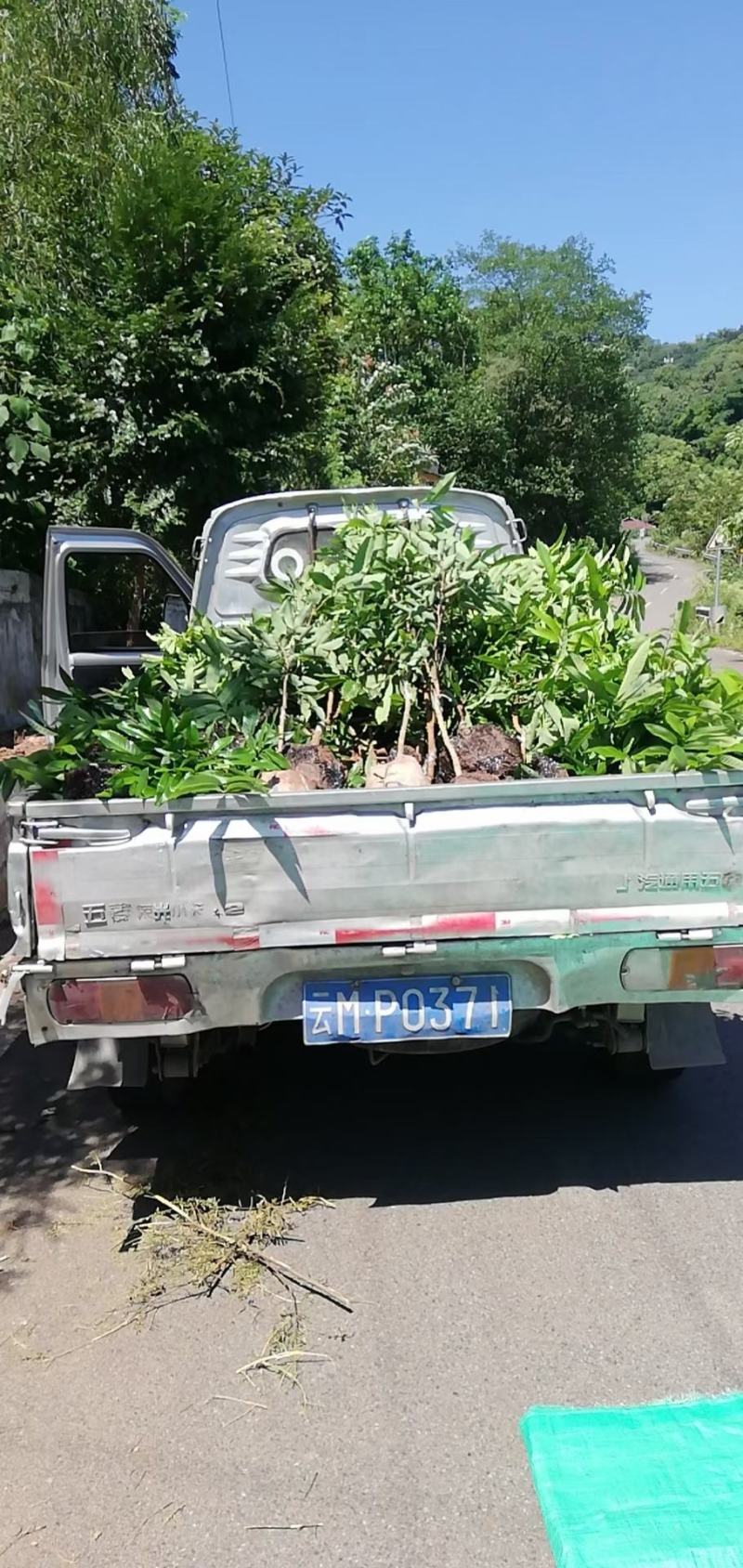 武隆忠县开县龙眼苗，占地优质特晚熟桂圆小苗批发价格