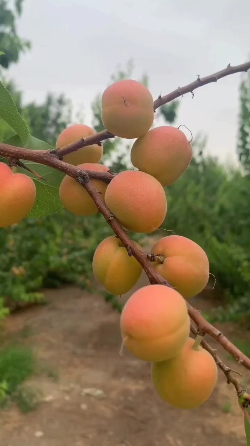 新疆吊干杏