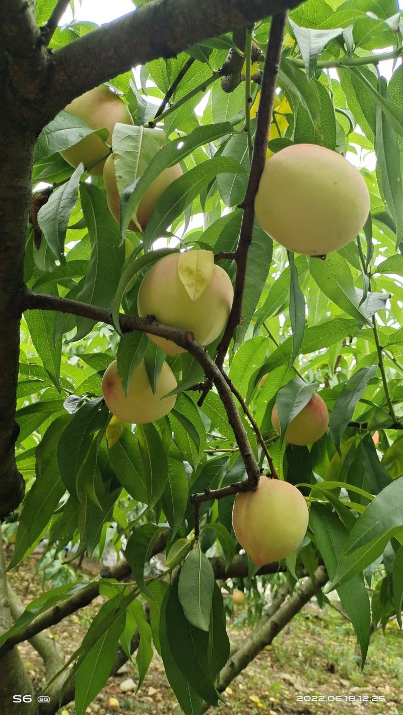 桃