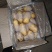 山东滕州冷库精品荷兰十五新土豆产地直供保证质量诚信交易