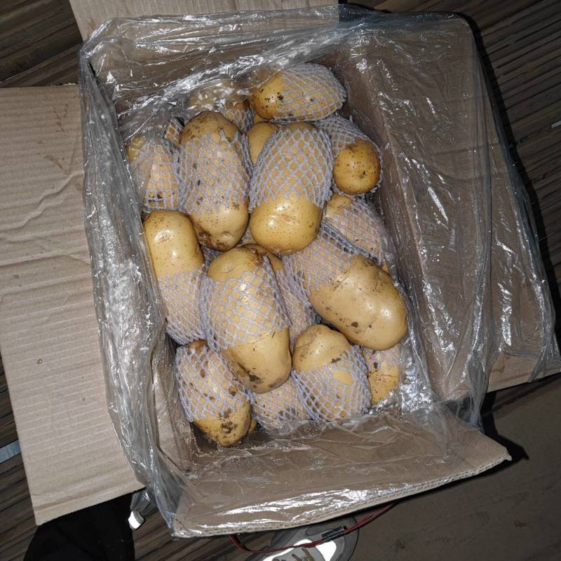山东滕州冷库精品荷兰十五新土豆产地直供保证质量诚信交易