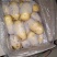 山东滕州冷库精品荷兰十五新土豆产地直供保证质量诚信交易