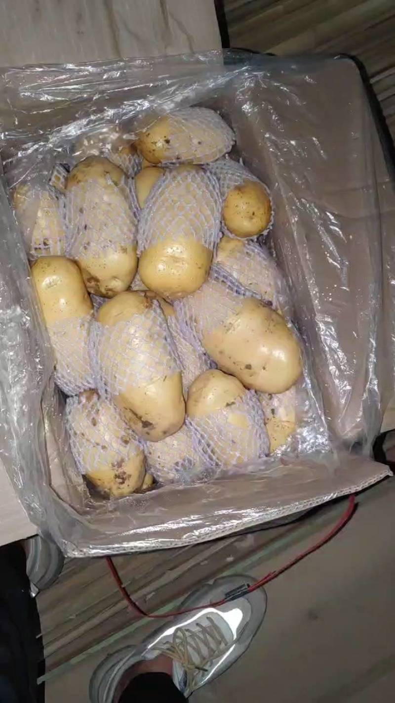 山东滕州冷库精品荷兰十五新土豆产地直供保证质量诚信交易